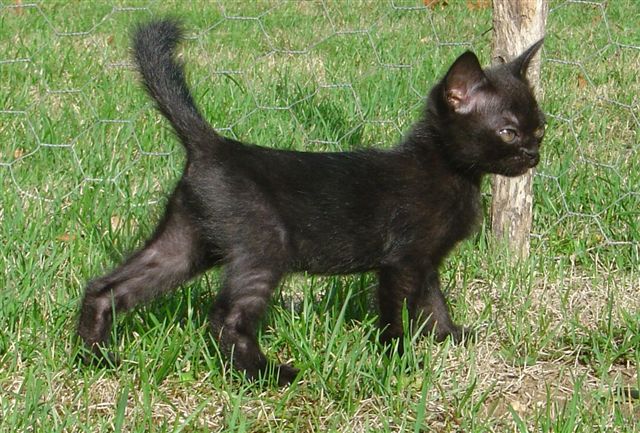 Photo du Chat Bombay de Caroline